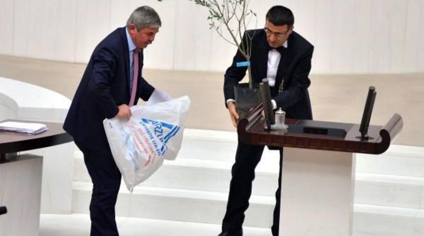 Zeytin Ağacı İle K&uuml;rs&uuml;ye &Ccedil;ıktı