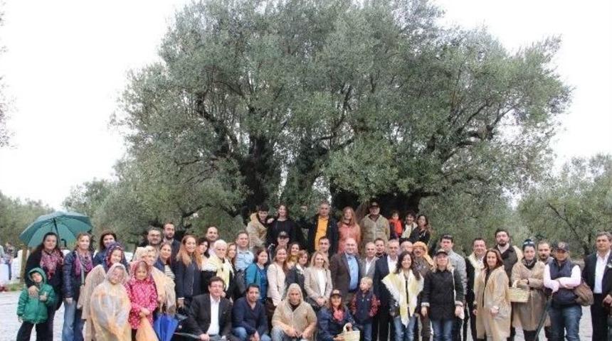 ’’zeytinin Başkenti’’ Akhisar Hasat Şenliği İle Coştu