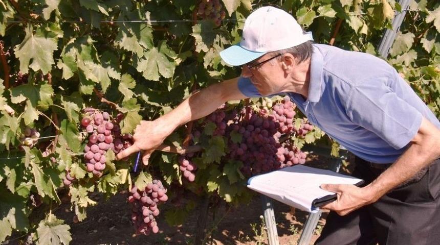 &Uuml;z&uuml;m Yarışmasına Başvuran &Uuml;reticilerin Bağları İncelenmeye Başladı