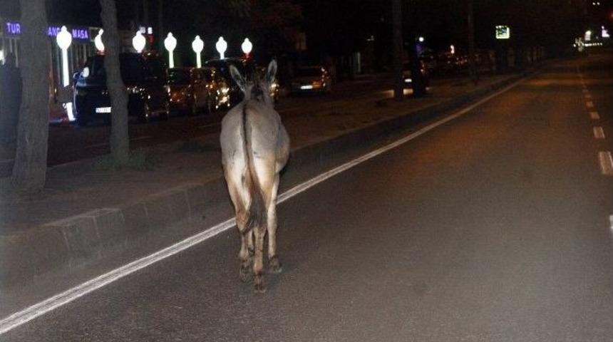 Diyarbakır&rsquo;da Sahipsiz Eşek Kazaya Neden Oluyordu