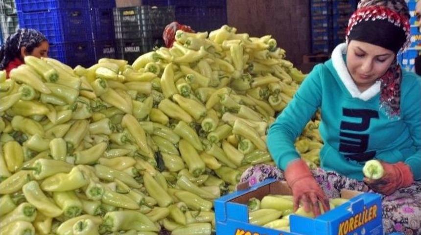 (&ouml;zel Haber) Rusya&rsquo;daki Deval&uuml;asyon T&uuml;rkiye&rsquo;yi Vurdu