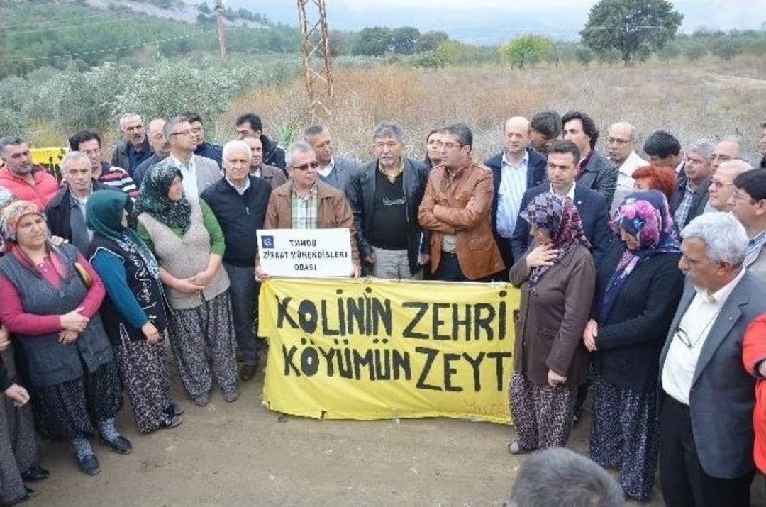 Yağmur Altında Zeytin N&ouml;beti