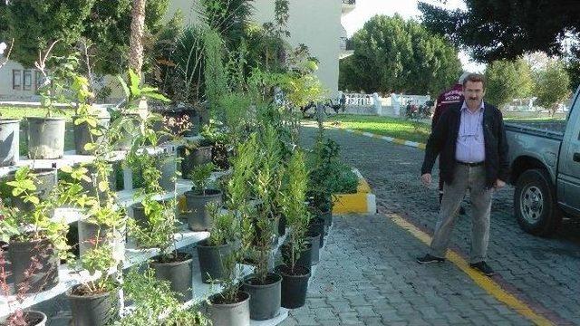 Fethiye Orman Fidan Satışına Başladı 1