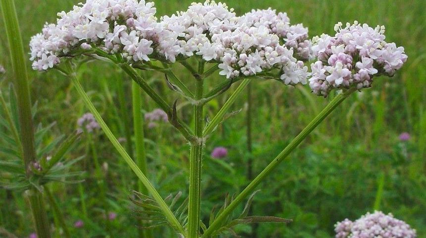 &ldquo;sinir Sisteminizi Doğal Bitkilerle Rahatlatın&rdquo;