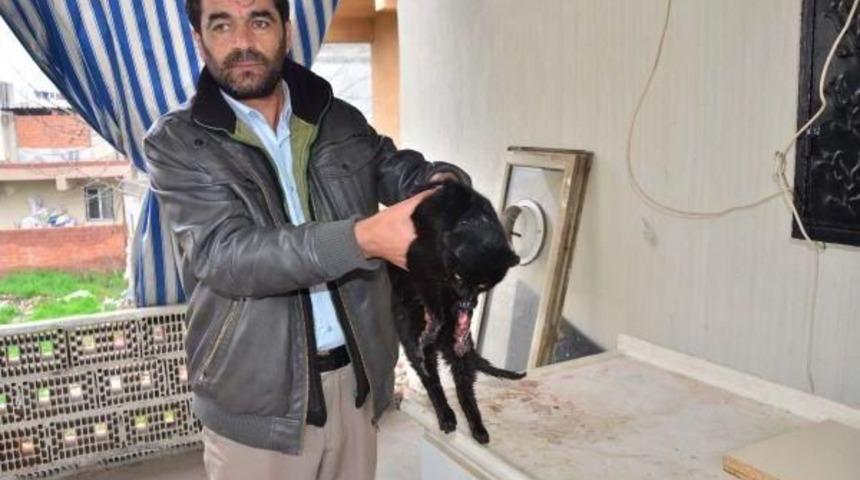 M&uuml;zisyenin Dikkati Yaralı Kediyi &Ouml;l&uuml;mden Kurtardı