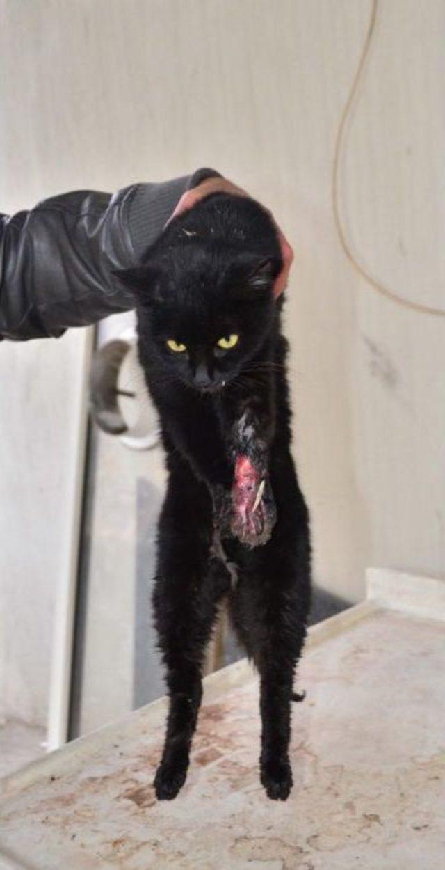 M&uuml;zisyenin Dikkati Yaralı Kediyi &Ouml;l&uuml;mden Kurtardı 1