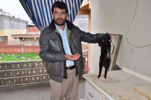 M&uuml;zisyenin Dikkati Yaralı Kediyi &Ouml;l&uuml;mden Kurtardı 2