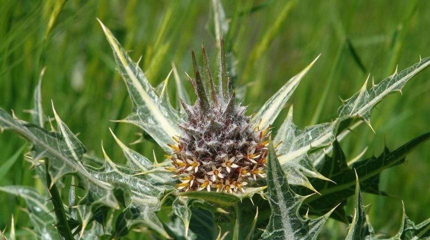 Mardin’de Yeni Bir Bitki Türü Keşfedildi