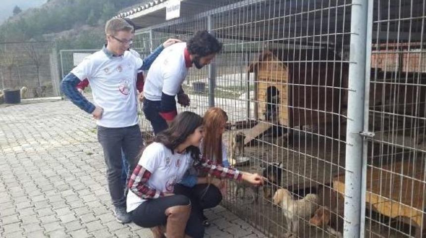 'g&ouml;n&uuml;ll&uuml; Elmalar'dan Hayvanlara Yardım