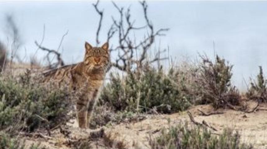 Karacabey Longoz Ormanlarında Yaşayan Yaban Kedisi Objektiflere Takıldı