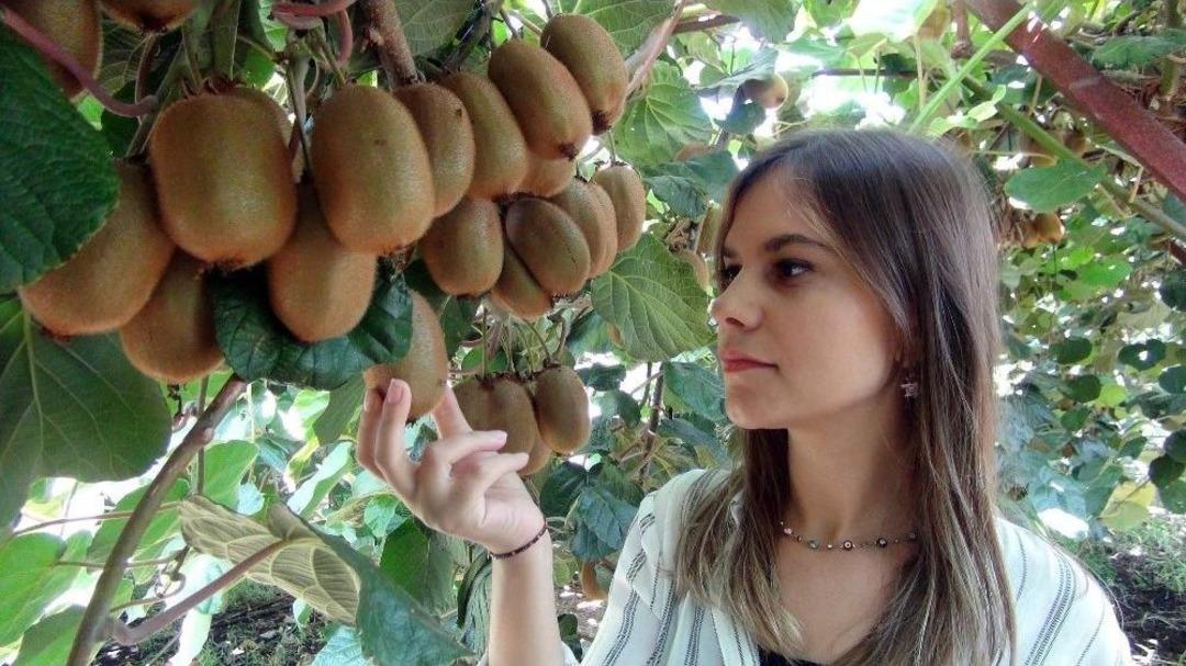 Mersin&rsquo;de Kivi Hasadı Başladı