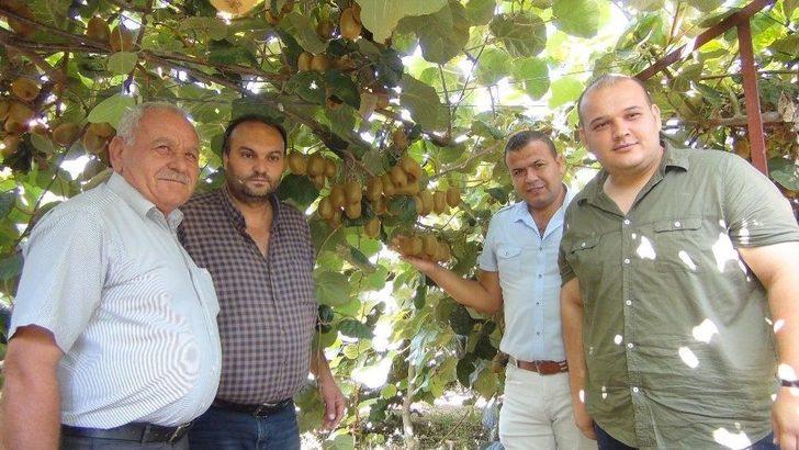 Mersin’de Kivi Hasadı Başladı G1