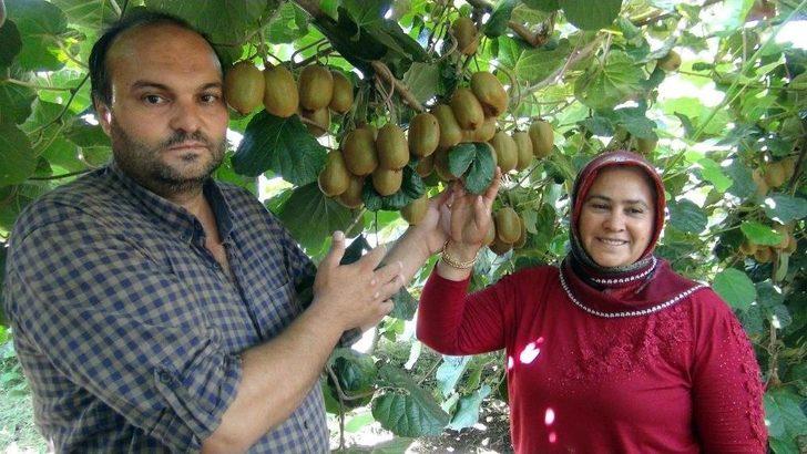 Mersin’de Kivi Hasadı Başladı G2