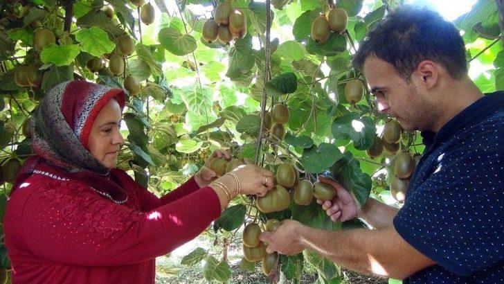 Mersin’de Kivi Hasadı Başladı G3