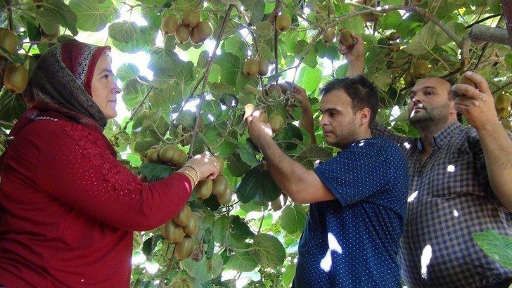 Mersin’de Kivi Hasadı Başladı G4
