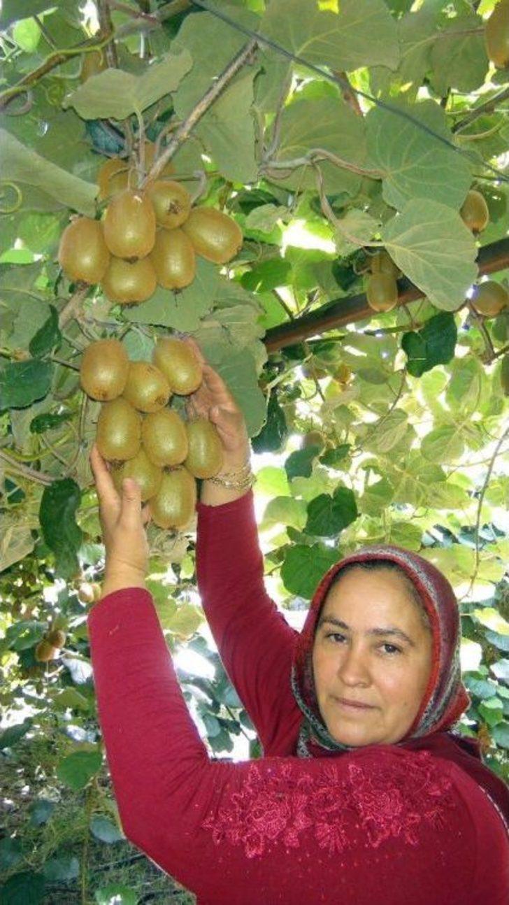 Mersin’de Kivi Hasadı Başladı G5