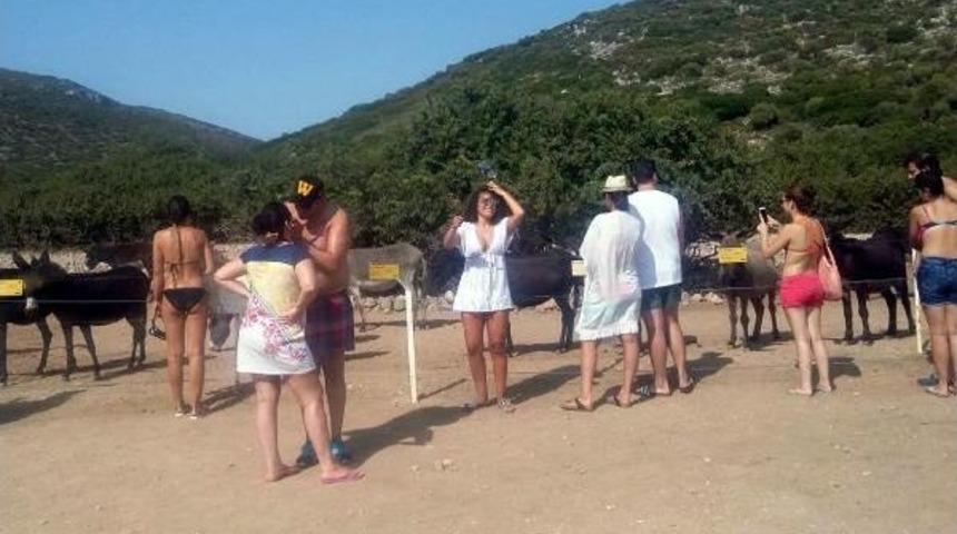 &Ccedil;eşme'de 'eşek' Turizmi