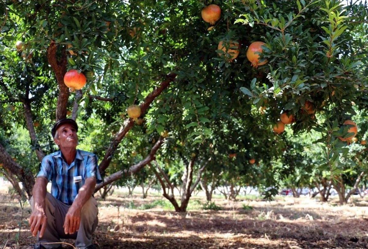 T&uuml;rkiye&rsquo;nin Nar Deposu Hasada Hazırlanıyor