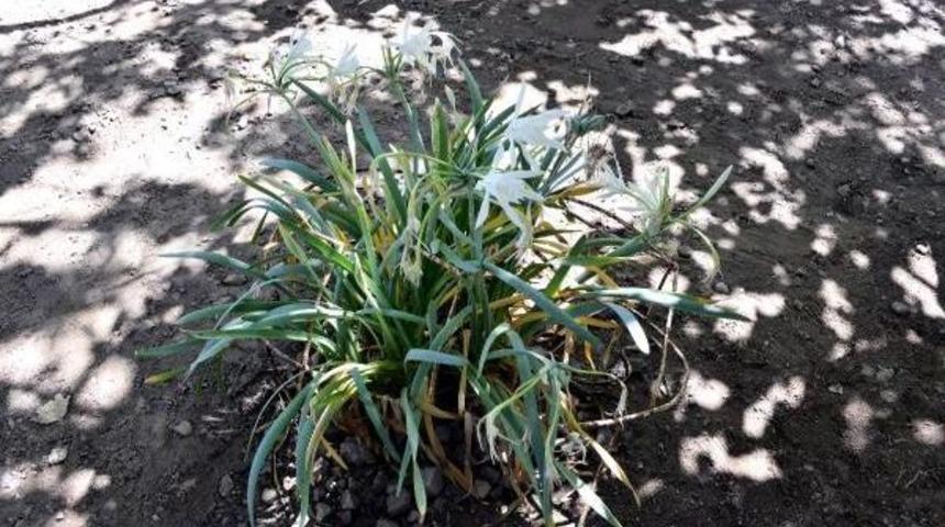 Korsan &Ccedil;adırcılar Likya Kum Zambağını Bitirdi