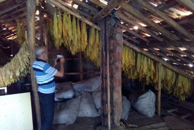 (özel Haber) Adıyaman’da Tütün Hasadı Başladı