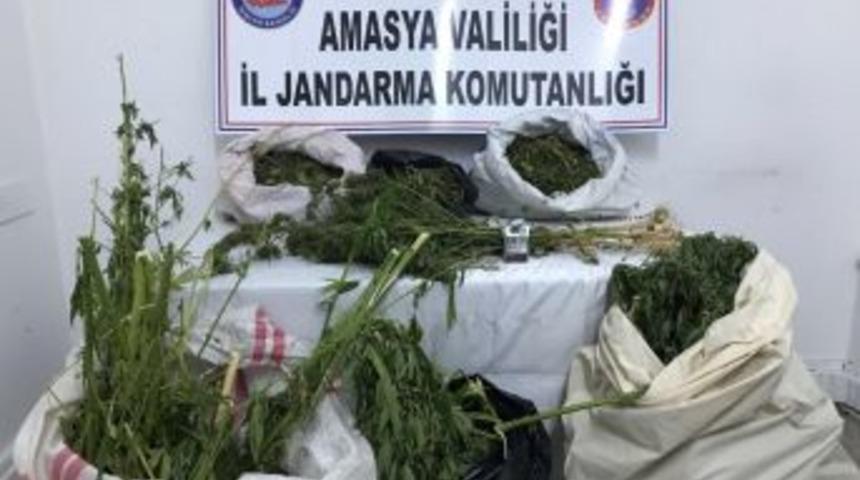 &Uuml;z&uuml;m Bağından Kenevir &Ccedil;ıktı