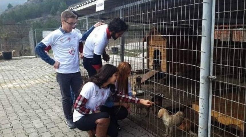 G&ouml;n&uuml;ll&uuml; Elmalardan Barınaktaki K&ouml;peklere Şefkat Eli