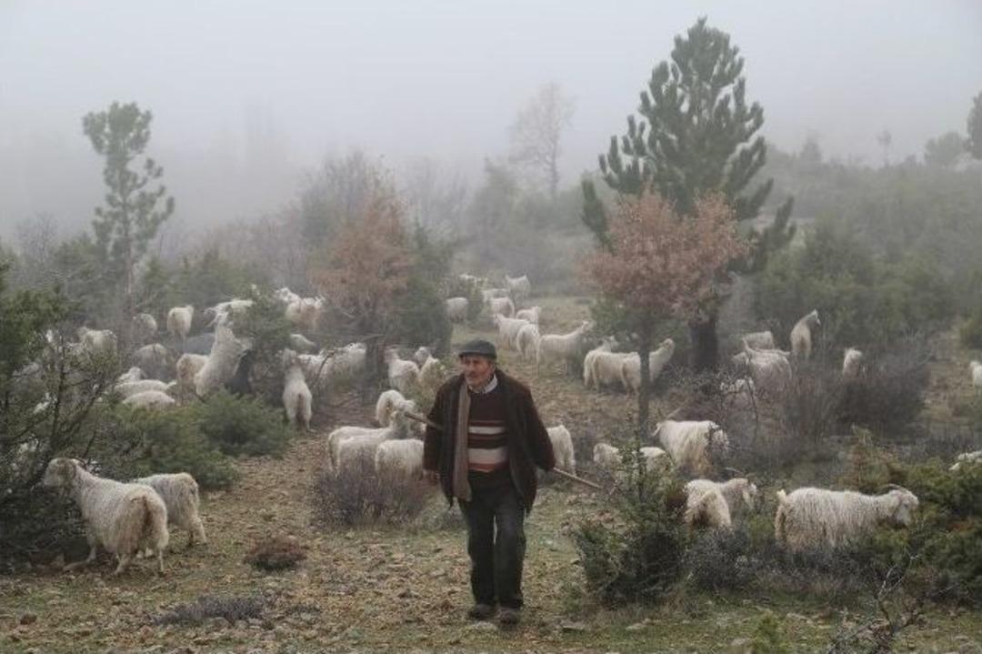 Beypazarı&rsquo;nda S&uuml;r&uuml; Sahiplerinden Tel &Ouml;rg&uuml; Tepkisi