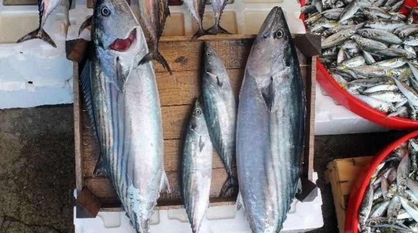 Palamut Balığı Avcılığında Birinciyiz