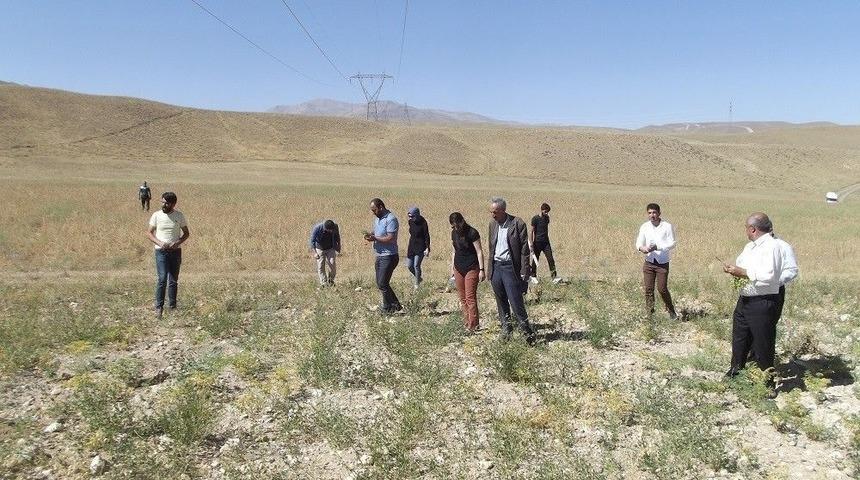 Başkale&rsquo;deki Nohut Tarlasında İnceleme