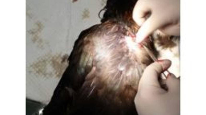 (&ouml;zel Haber) Enjekt&ouml;r Yutan Tavuğa Operasyon