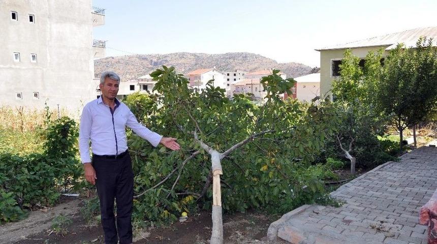 Sincik&rsquo;te 27 Meyve Ağacı G&ouml;vdelerinden Kesildi