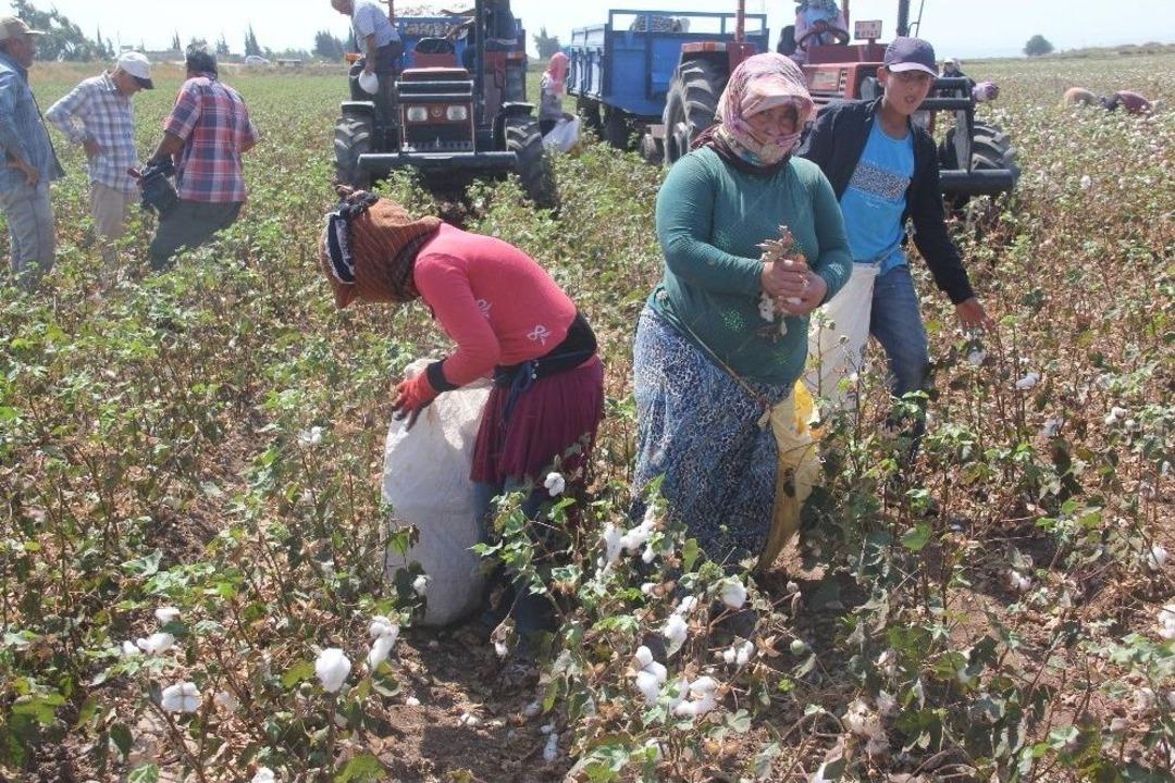 Amik Ovası&rsquo;nda Pamuk Hasadı Başladı