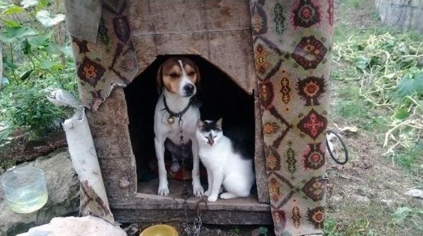 Kedi Ve K&ouml;peğin Dostluğu G&ouml;renleri Şaşırtıyor