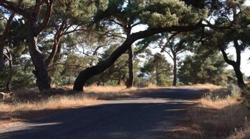 G&ouml;me&ccedil;&rsquo; Te &Ccedil;amlık Koruluğu Atıllıktan Kurtarılıyor