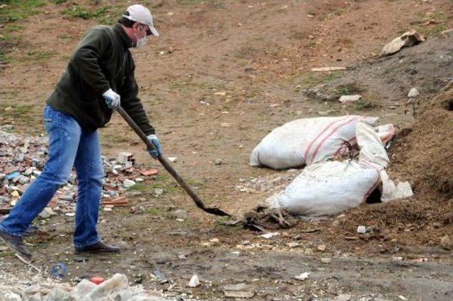 Telef Olmuş Köpek Yavruları Hayvanseverleri Üzdü