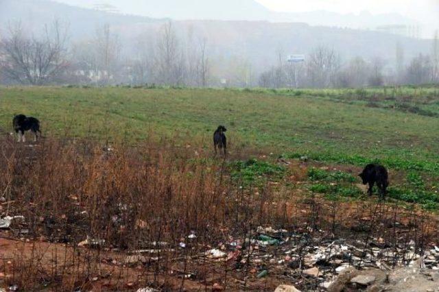 Telef Olmuş Köpek Yavruları Hayvanseverleri Üzdü