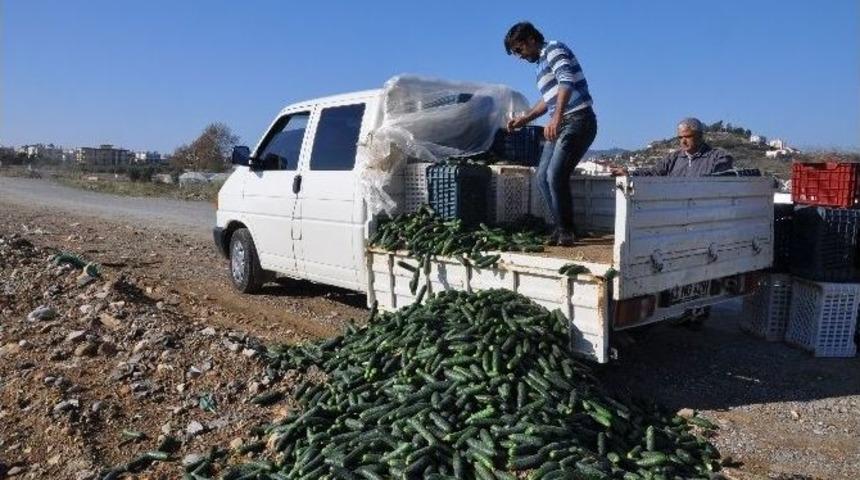 Salatalığı &Ccedil;&ouml;pe D&ouml;kt&uuml; Ama &Ouml;z&uuml;r Diledi