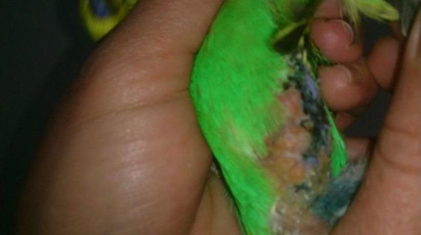 (&ouml;zel Haber) Muhabbet Kuşu Tek Ayağı İle Hayata Tutundu