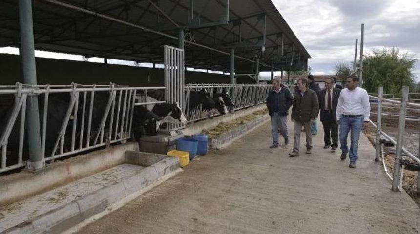 Başkan Ata&ccedil;, S&uuml;t Sığırcılığı İşletmesini Ziyaret Etti