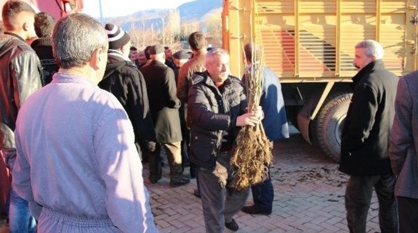 Sivrice&rsquo;de &Uuml;cretsiz Ceviz Fidanı Dağıtımı