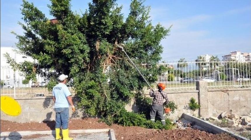 Erdemli&rsquo;deki Parklar Kış Bakımında