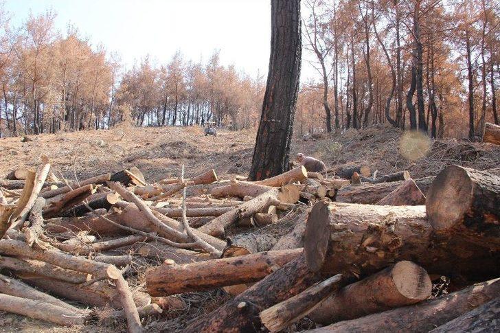 (özel Haber) Yanan Ormanlar Onların Ekmek Kapısı G4