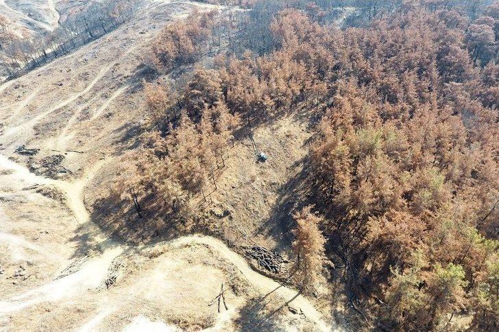 (özel Haber) Yanan Ormanlar Onların Ekmek Kapısı G5