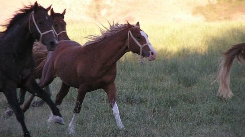 16 Saf Kan Arap Tayı G&ouml;r&uuml;c&uuml;ye &Ccedil;ıkıyor