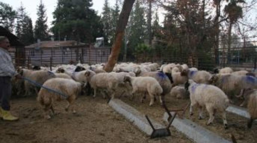 Sınırda Hayvan Ka&ccedil;ak&ccedil;ılığı