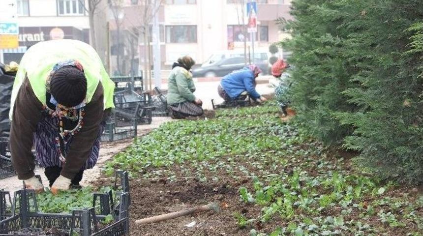 Bolu Belediyesi 2015&rsquo;de 10 Bin Ağa&ccedil; Dikecek