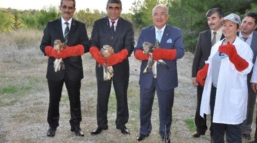 Tarsus&rsquo;ta Tedavi Edilen Yabani Hayvanlar Doğal Yaşam Alanlarına Bırakıldı
