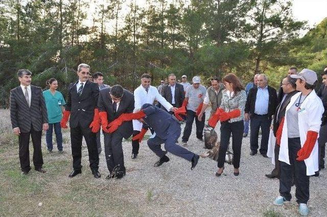 Tarsus’ta Tedavi Edilen Yabani Hayvanlar Doğal Yaşam Alanlarına Bırakıldı