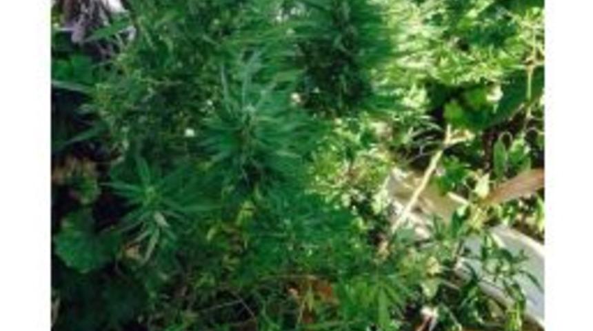 Kuşadası&rsquo;nda Uyuşturucu Operasyonu