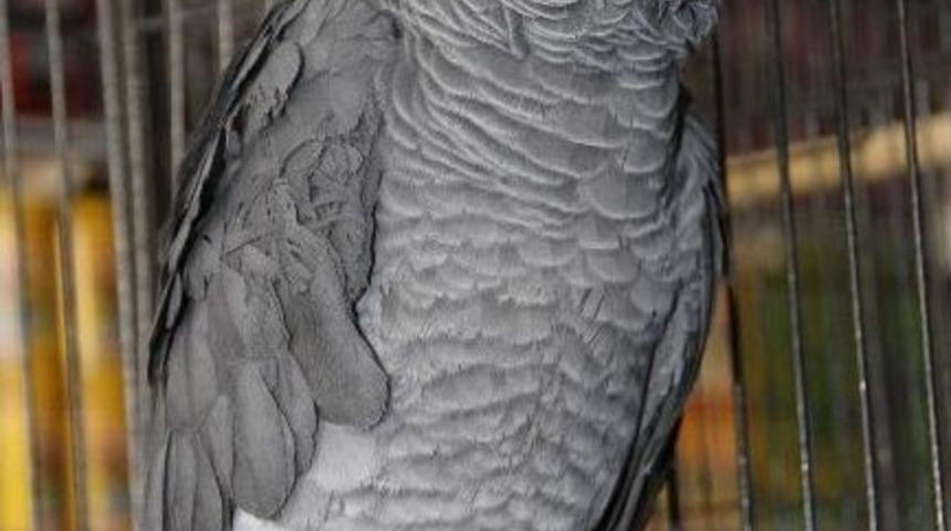 Petshoplara Yoğun İlgi